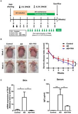 Galectin-9 Induced by Dietary Probiotic Mixture Regulates Immune Balance to Reduce Atopic Dermatitis Symptoms in Mice